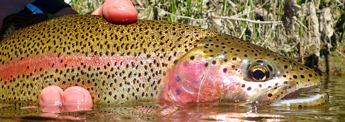 Your Introduction to Fishing in The Southern Lakes Region Outside Sports